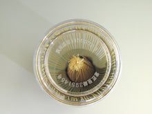 画像をギャラリービューアに読み込む, 茶筅 奈良・大和高山伝統工芸品 80本立 dsby0001-j