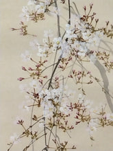 Load image into Gallery viewer, 近代人気作家桜の名手 今井景樹｜IMAI Keiju(三重-京都/ 1891-1967) 「朧月桜花」 尺五立 物故作家掛軸 共箱 JY2290
