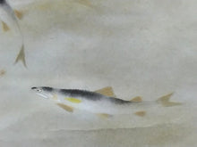 画像をギャラリービューアに読み込む, 田中以知庵｜TANAKA Ichian(東京/ 1893-1958) 「清流鮎之図」 尺八横 物故作家掛軸 田中案山子極箱 JY2303
